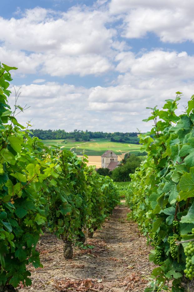 Trip naar de Champagnestreek